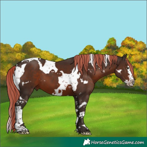 Horse Color:White Spotted Liver Chestnut Splash Tobiano 