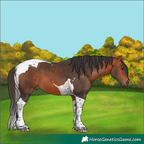 Horse Color:Bay Tobiano 