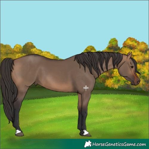 Horse Color:Bay Dun 