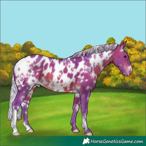 Horse Color:Watercolor White Spotted Silver Brown Near Leopard 