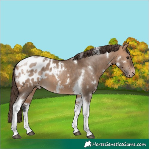 Horse Color:White Spotted Bay Dun Tobiano Blanket 