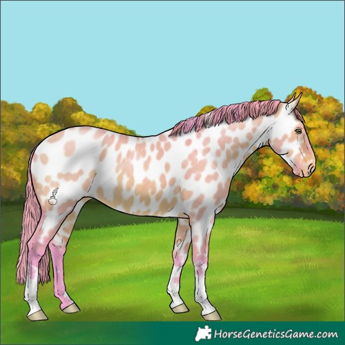 Horse Color:Watercolor Bay Dun Near Leopard