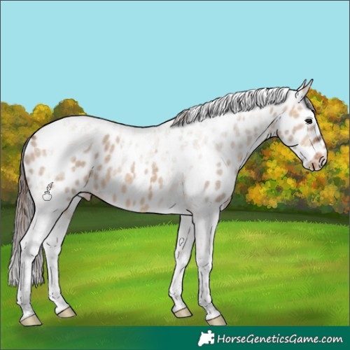 Horse Color:Bay Dun Tobiano Leopard 