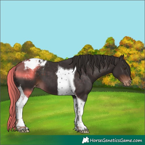 Horse Color:Liver Chestnut Tobiano Appaloosa 