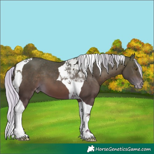 Horse Color:Silver Bay Tobiano Appaloosa 