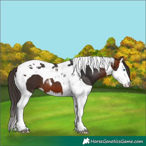 Horse Color:Bay Splash Tobiano 