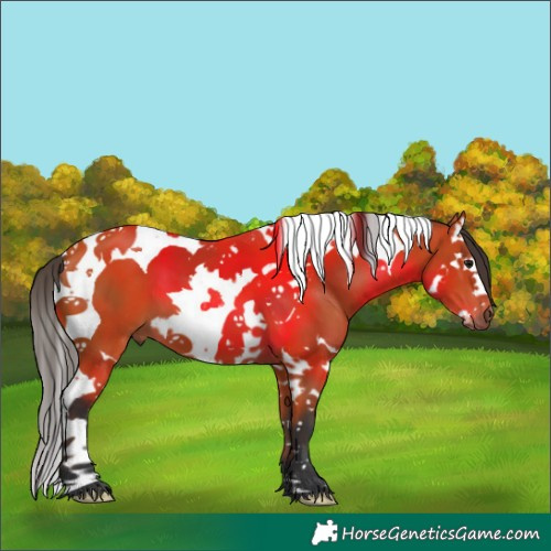 Horse Color:Bay Splash Tobiano 