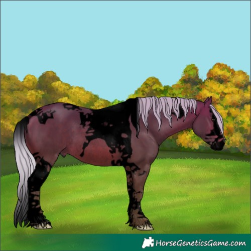Horse Color:Void Silver Brown Splash Tobiano Rabicano 