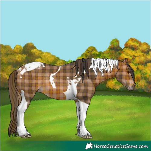 Horse Color:Plaid  Bay Tobiano Rabicano 