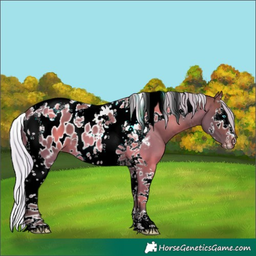 Horse Color:Silver Bay Splash Tobiano Appaloosa 