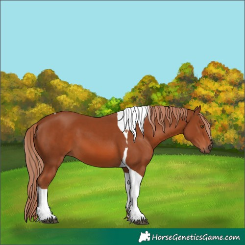 Horse Color:Chestnut Tobiano 