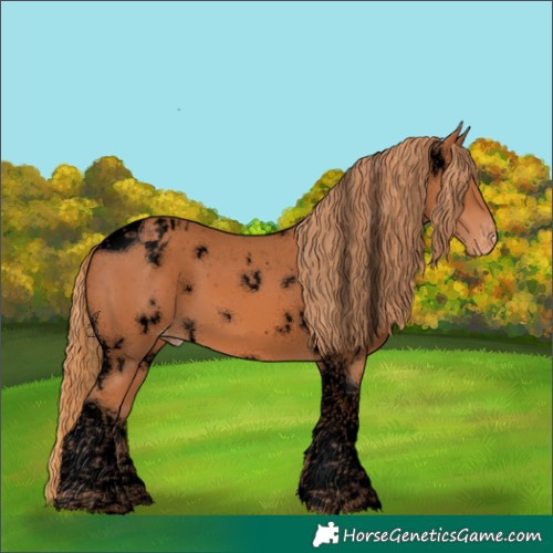 Horse Color:Void White Spotted Chestnut Tobiano Appaloosa 
