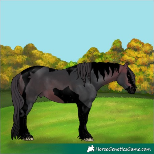 Horse Color:Void Bay Splash Tobiano 