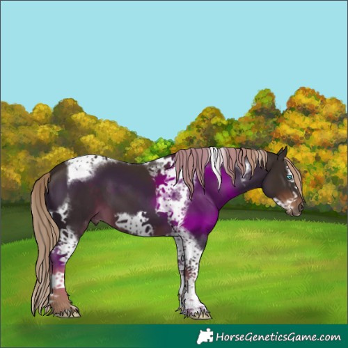 Horse Color:Liver Chestnut Splash Tobiano Frame