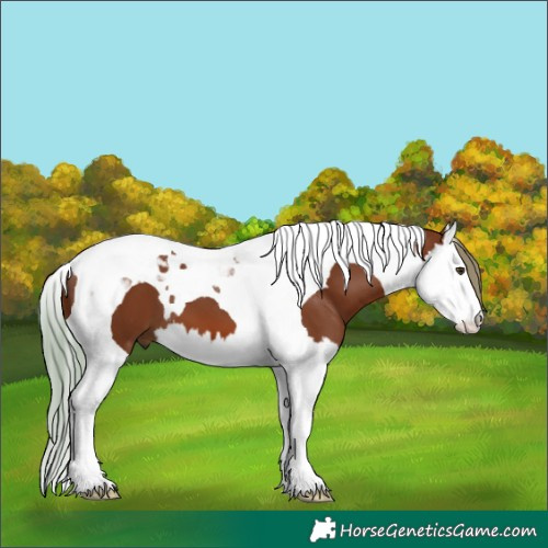 Horse Color:Chestnut Splash Tobiano