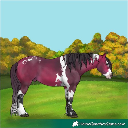 Horse Color:Bay Splash Tobiano