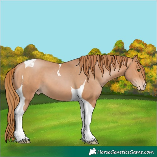 Horse Color:Bay Pearl Tobiano Appaloosa
