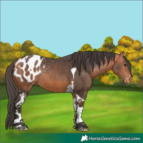 Horse Color:Bay Tobiano Appaloosa Rabicano