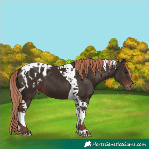 Horse Color:Liver Chestnut Tobiano Appaloosa 