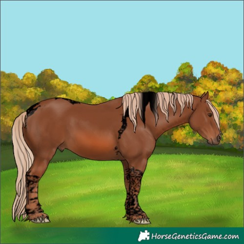 Horse Color:Void Chestnut Tobiano