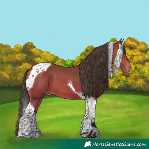 Horse Color:Bay Tobiano Appaloosa 