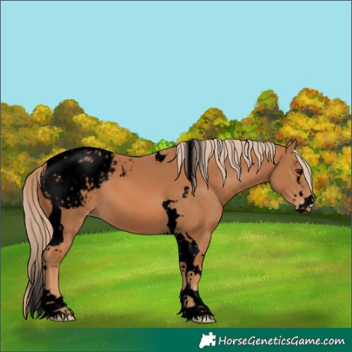 Horse Color:Void Chestnut Splash Tobiano Appaloosa