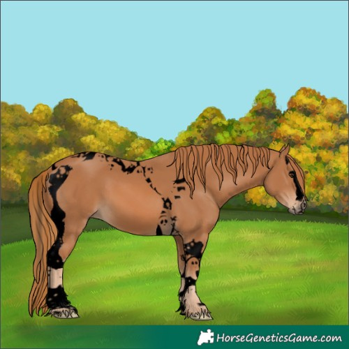 Horse Color:Void Chestnut Splash Tobiano 