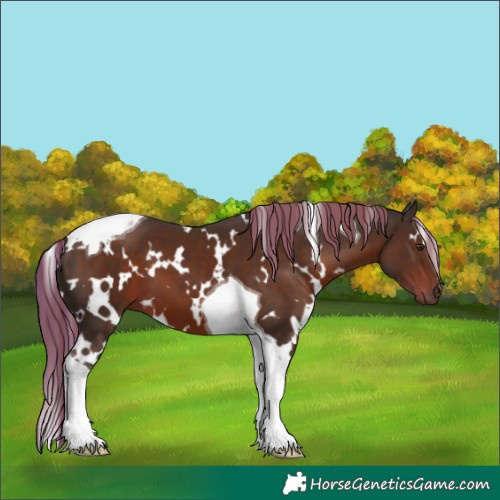 Horse Color:White Spotted Liver Chestnut Tobiano