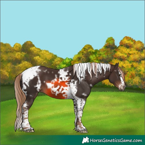 Horse Color:White Spotted Liver Chestnut Splash Tobiano Frame