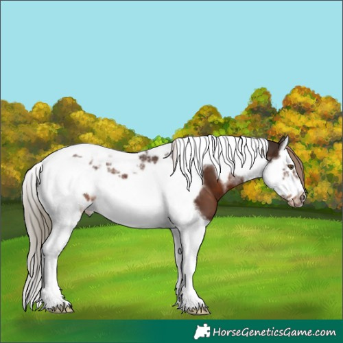 Horse Color:Liver Chestnut Splash Tobiano Frame 