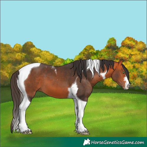 Horse Color:Bay Tobiano 