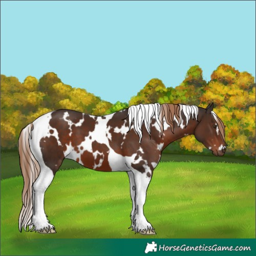 Horse Color:White Spotted Liver Chestnut Tobiano 