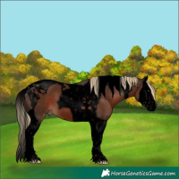 Horse Color:Void Liver Chestnut Splash Tobiano