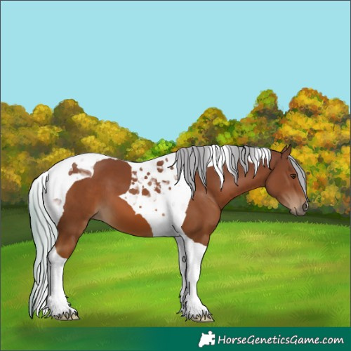 Horse Color:Chestnut Tobiano 