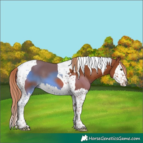 Horse Color:Chestnut Splash Tobiano 