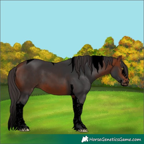 Horse Color:Void Bay Splash Tobiano Rabicano 