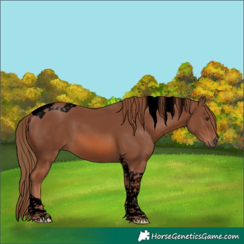 Horse Color:Void Chestnut Tobiano 