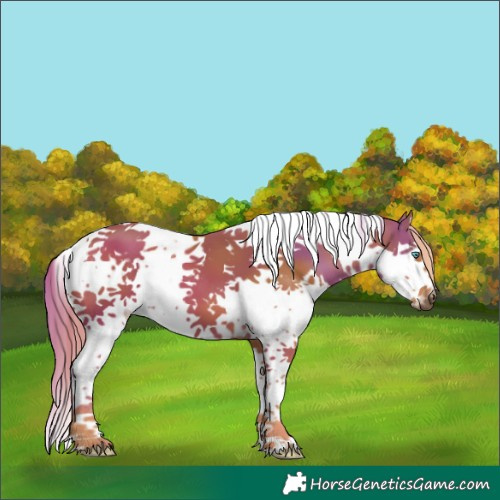 Horse Color:Chestnut Splash Tobiano 