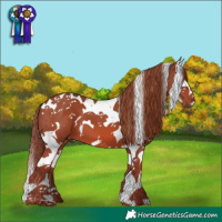 Horse Color:White Spotted Chestnut Splash Tobiano