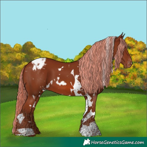 Horse Color:White Spotted Chestnut Tobiano Blanket 