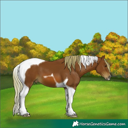 Horse Color:Chestnut Tobiano 