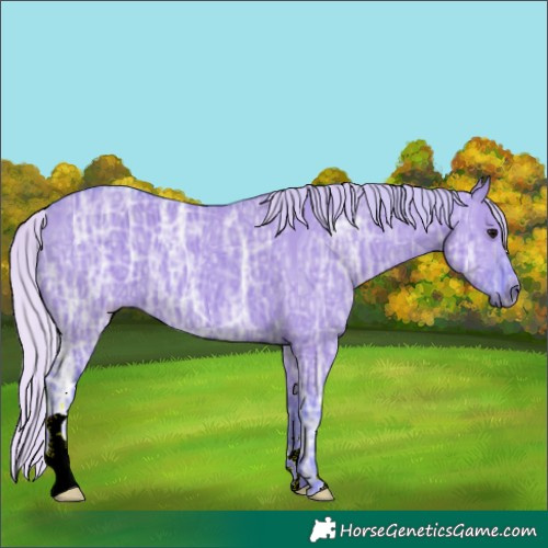 Horse Color:Watercolor Silver Grullo Ice