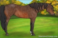 Horse Color:Bay Brindle
