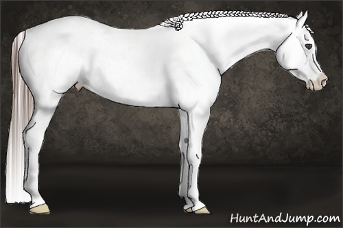 Horse Color:Grullo Appaloosa