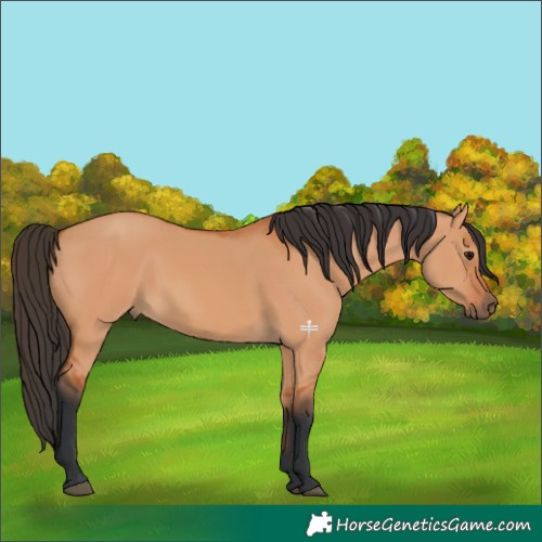 Horse Color:Bay Dun 