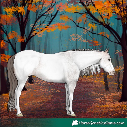 Horse Color:White Spotted Bay Roan Appaloosa Rabicano 