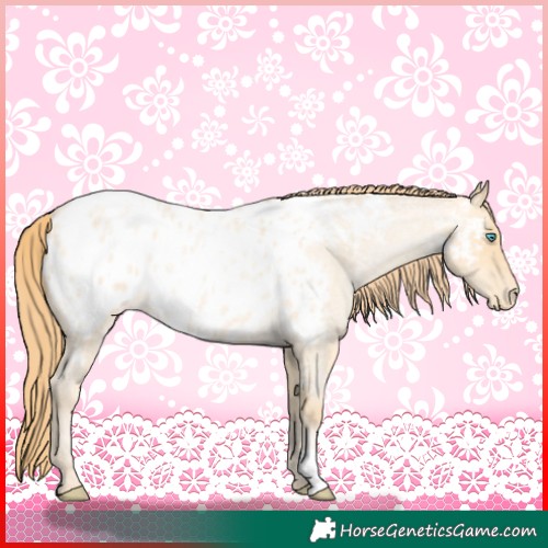 Horse Color:Buckskin Roan Pearl Appaloosa