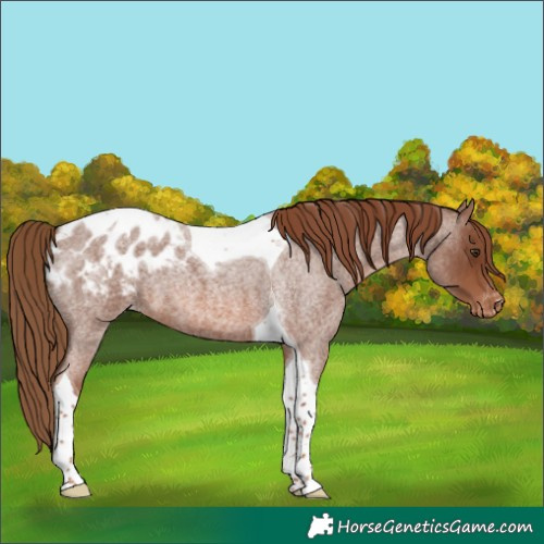 Horse Color:Red Roan Tobiano Blanket 