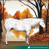 Horse Color:Chestnut Near Leopard 