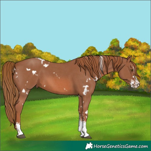 Horse Color:White Spotted Chestnut Sabino 